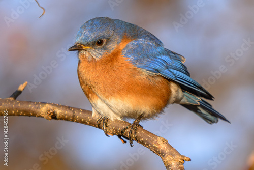 Eastern Blue Bird on a Branch