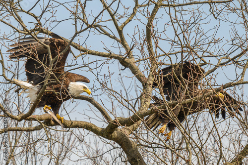 American bald eagle in flight with a fish