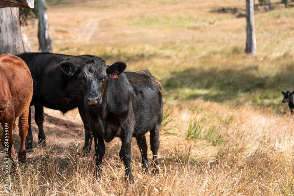 Beef cows and calves grazing on grass on a beef cattle farm in Australia. breeds include murray grey, angus and wagyu Beef cows and calves grazing on grass on a beef cattle farm in Australia. breeds include murray grey, angus and wagyu