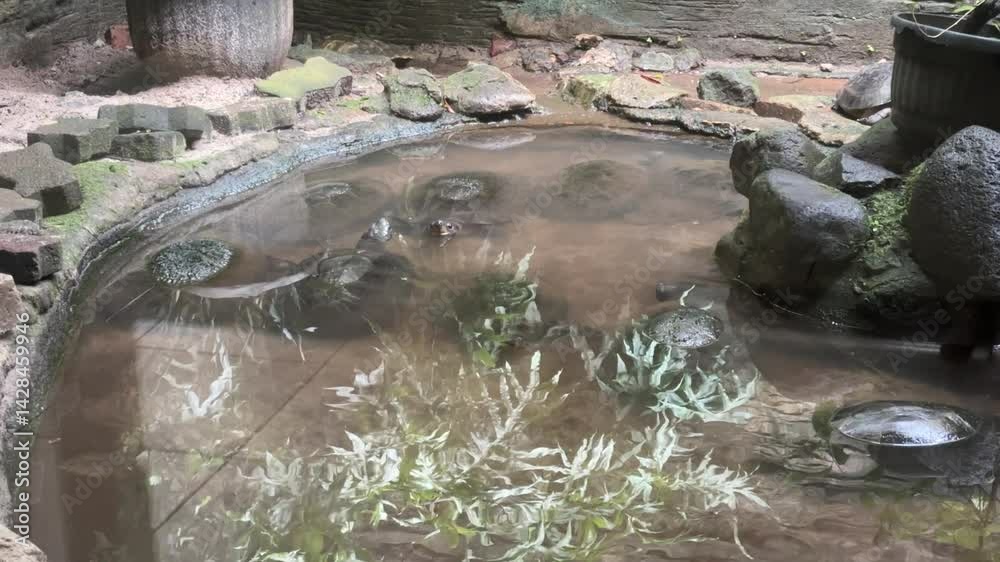 Turtles bask in pond surrounded by greenery