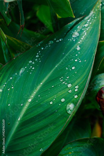 Obraz na płótnie dew drops on green leaf w salonie
