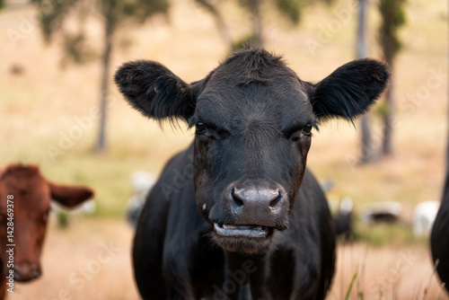 beautiful cattle in Australia  eating grass, grazing on pasture. Herd of cows free range beef being regenerative raised on an agricultural farm. Sustainable farming
