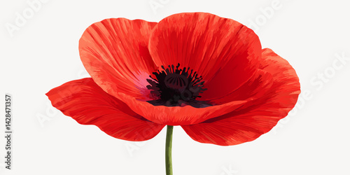Beautiful wild red poppy isolated on a white background |