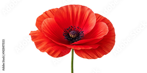 Beautiful wild red poppy isolated on a white background |