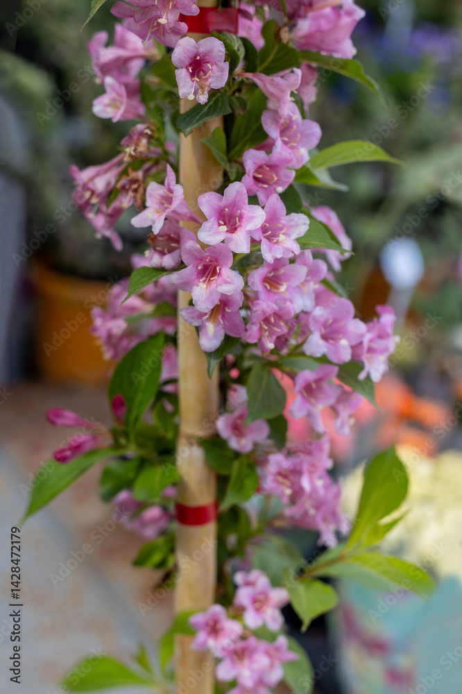 Weigela pink flower,pink and white flowers,Bush blooming with pink flowers, nature, summer. Plants in the garden,Weigela florida 'Suzanne'