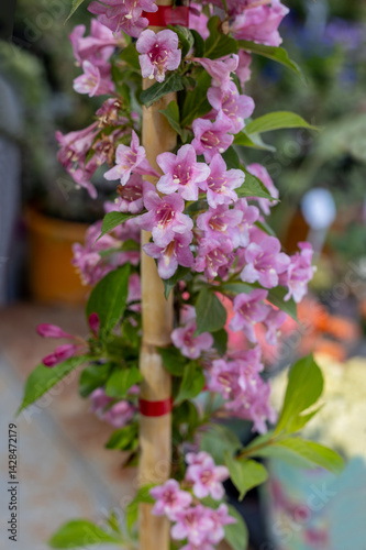 Obraz na płótnie Weigela pink flower,pink and white flowers,Bush blooming with pink flowers, nature, summer. Plants in the garden,Weigela florida 'Suzanne' w salonie