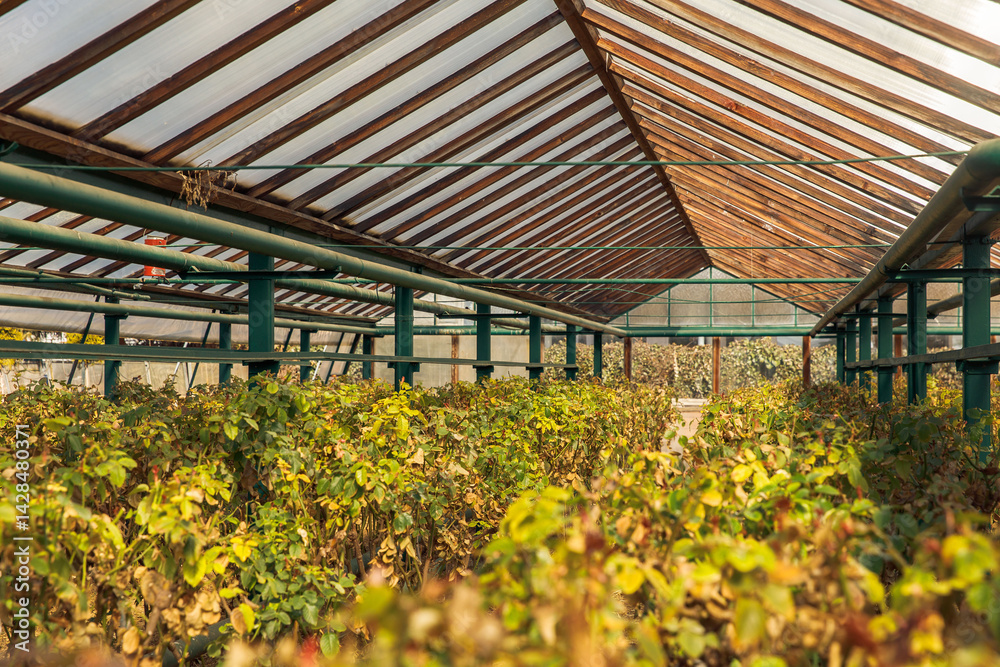 Obraz premium Lush greenhouse with late season crops in bright sunlight