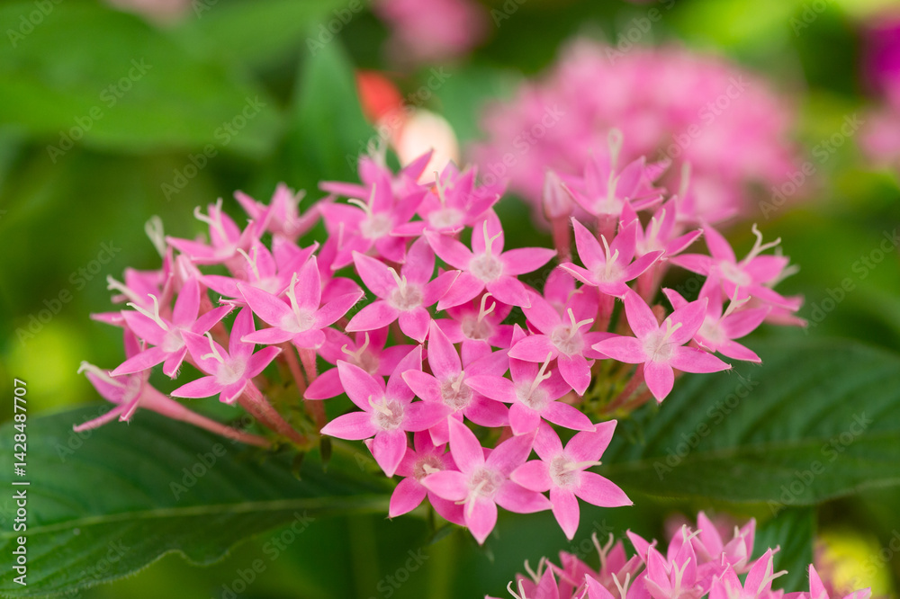 ペンタスの花 ペンタスの花