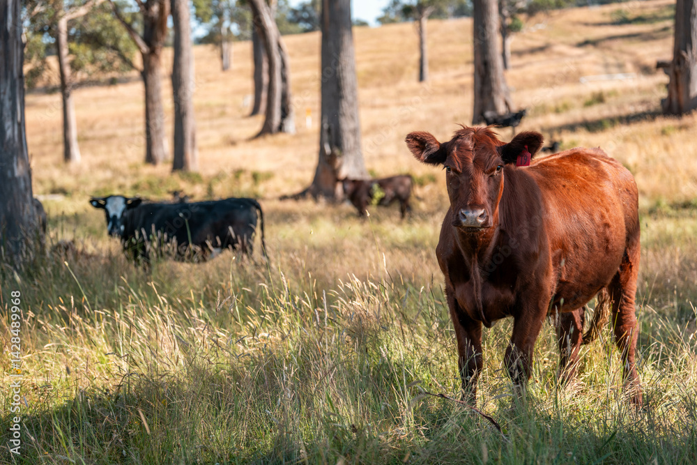 beautiful cattle in Australia eating grass, grazing on pasture. Herd of cows free range beef being regenerative raised on an agricultural farm. Sustainable farming