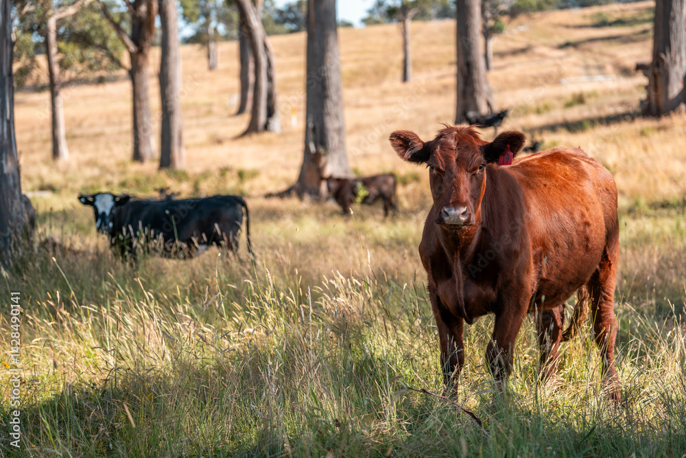 beautiful cattle in Australia eating grass, grazing on pasture. Herd of cows free range beef being regenerative raised on an agricultural farm. Sustainable farming