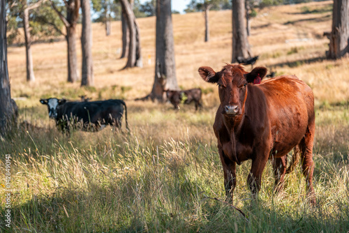 Obraz na płótnie beautiful cattle in Australia eating grass, grazing on pasture. Herd of cows free range beef being regenerative raised on an agricultural farm. Sustainable farming w salonie