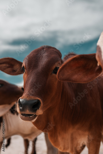 Small calf on a beach in Zanzibar, young baby cow