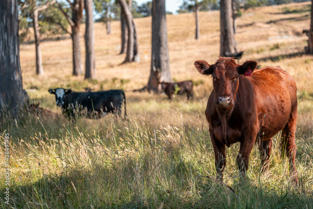 Beef cows and calves grazing on grass on a beef cattle farm in Australia. breeds include murray grey, angus and wagyu