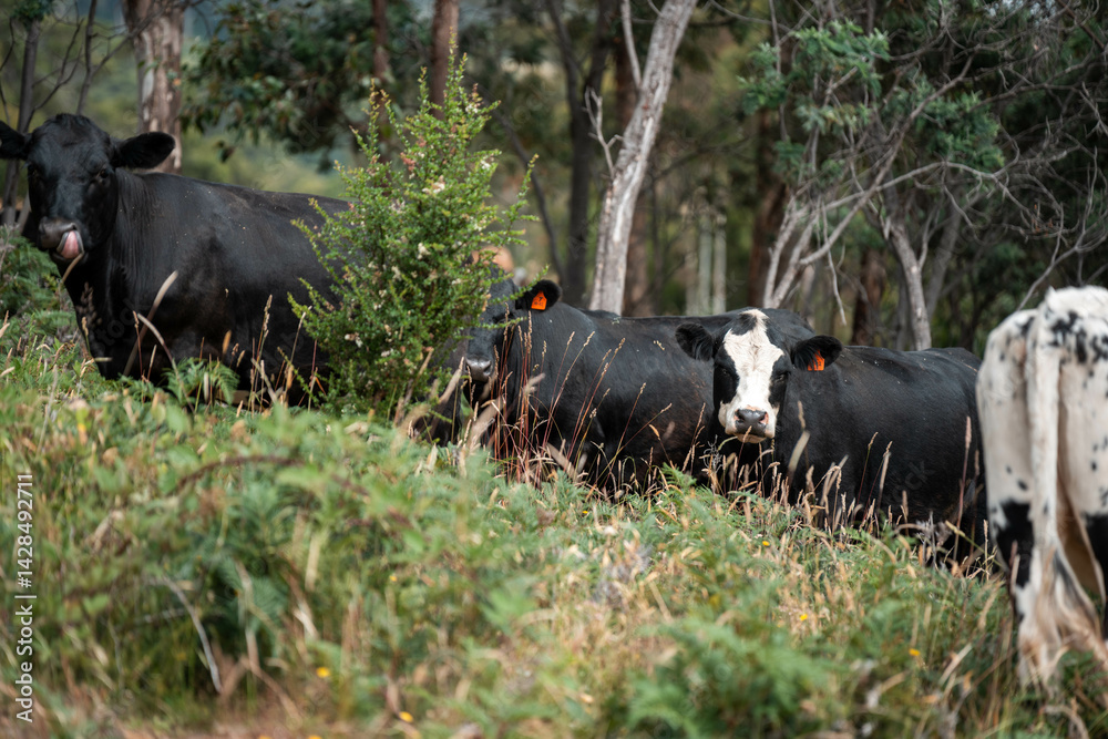 organic, regenerative, sustainable agriculture farm producing stud wagyu beef cows. cattle grazing in a paddock. cow in a field on a ranch