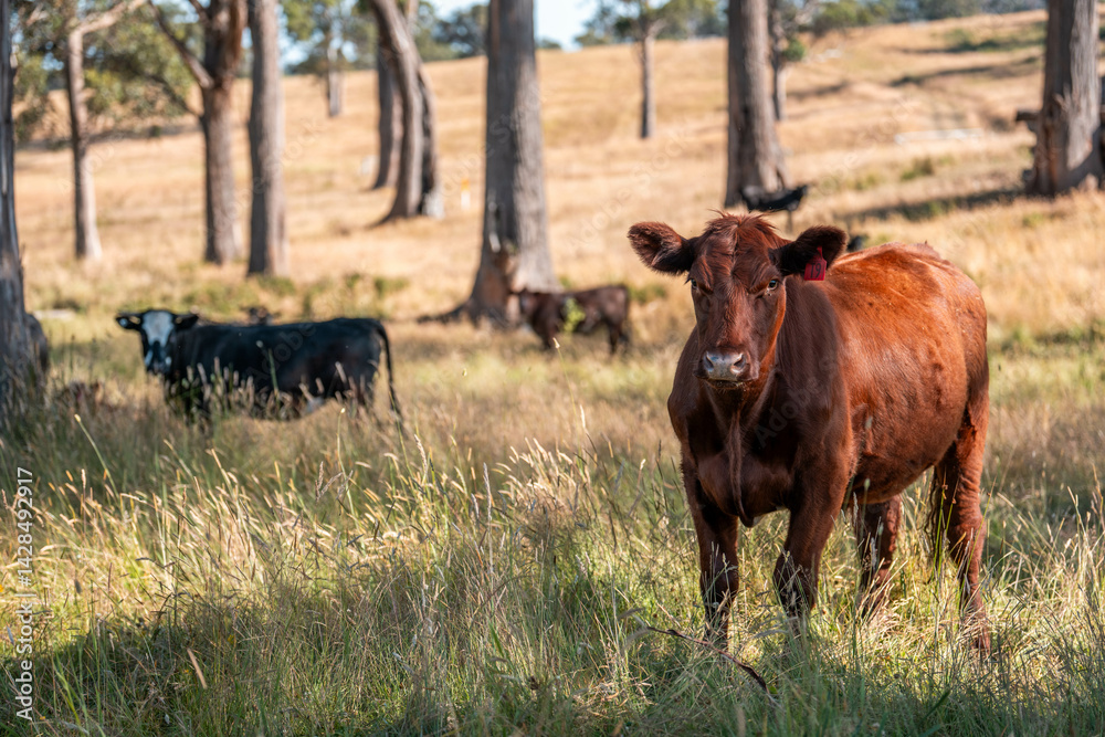 organic, regenerative, sustainable agriculture farm producing stud wagyu beef cows. cattle grazing in a paddock. cow in a field on a ranch