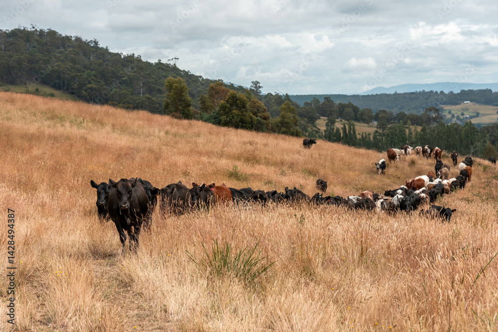 beautiful cattle in Australia eating grass, grazing on pasture. Herd of cows free range beef being regenerative raised on an agricultural farm. Sustainable farming