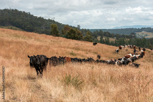 Obraz na płótnie beautiful cattle in Australia eating grass, grazing on pasture. Herd of cows free range beef being regenerative raised on an agricultural farm. Sustainable farming w salonie
