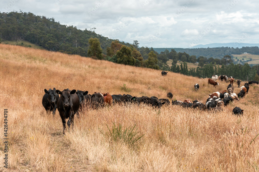 organic, regenerative, sustainable agriculture farm producing stud wagyu beef cows. cattle grazing in a paddock. cow in a field on a ranch