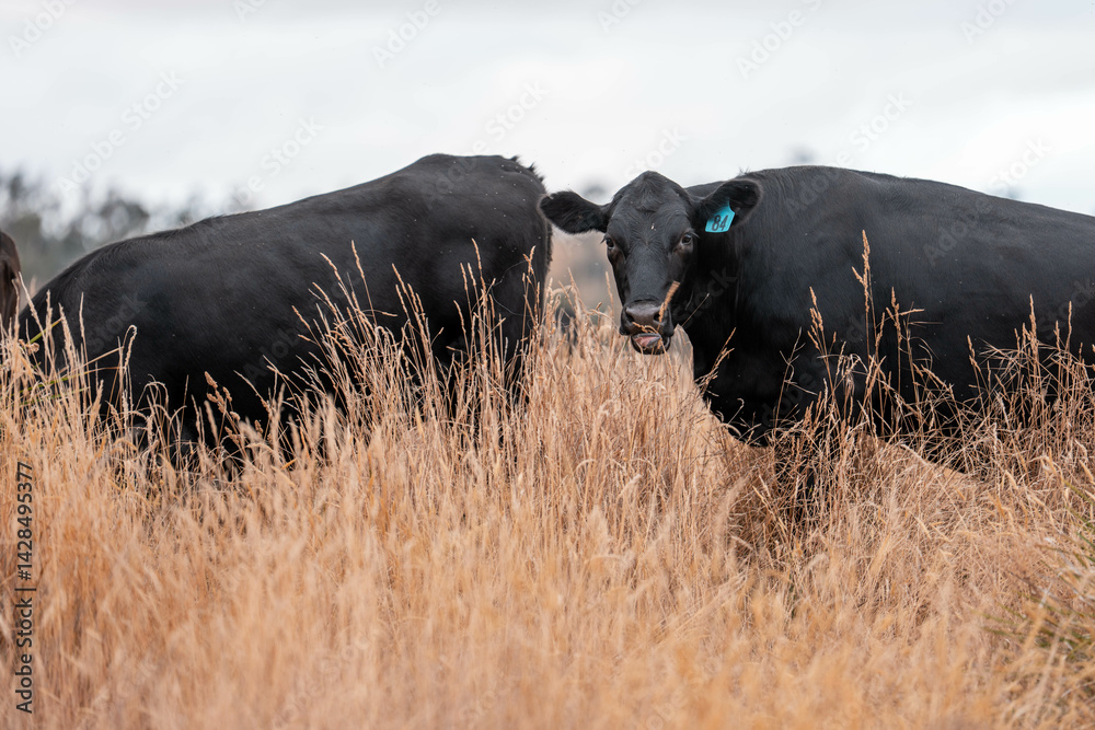 Stud beef cows in a field on a farm in England. English cattle in a meadow grazing on pasture in springtime. Green grass growing in a paddock on a sustainable agricultural ranch.