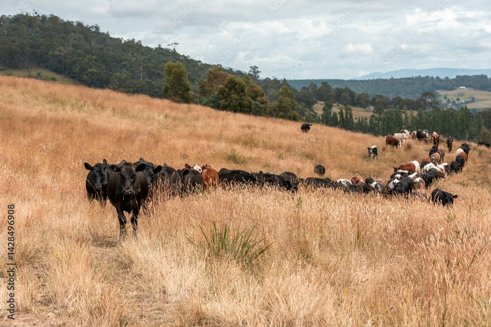 Beef cows and calves grazing on grass on a beef cattle farm in Australia. breeds include murray grey, angus and wagyu
