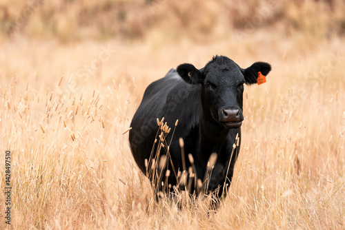 Stud beef cows in a field on a farm in England. English cattle in a meadow grazing on pasture in springtime. Green grass growing in a paddock on a sustainable agricultural ranch.