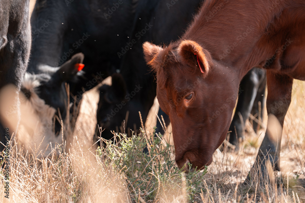 Stud beef cows in a field on a farm in England. English cattle in a meadow grazing on pasture in springtime. Green grass growing in a paddock on a sustainable agricultural ranch.