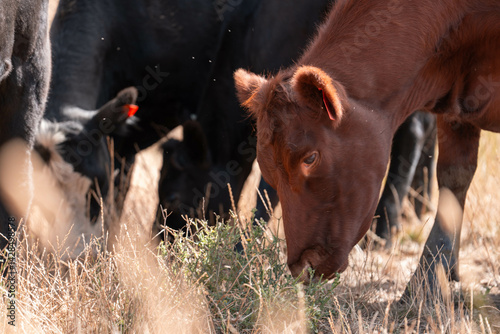 Stud beef cows in a field on a farm in England. English cattle in a meadow grazing on pasture in springtime. Green grass growing in a paddock on a sustainable agricultural ranch.