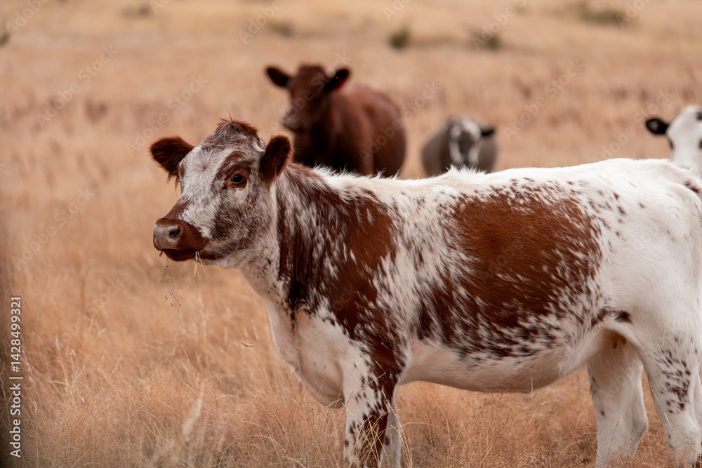 Stud beef cows in a field on a farm in England. English cattle in a meadow grazing on pasture in springtime. Green grass growing in a paddock on a sustainable agricultural ranch.