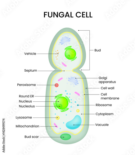 Anatomy of Fungal Cell Structure Diagram