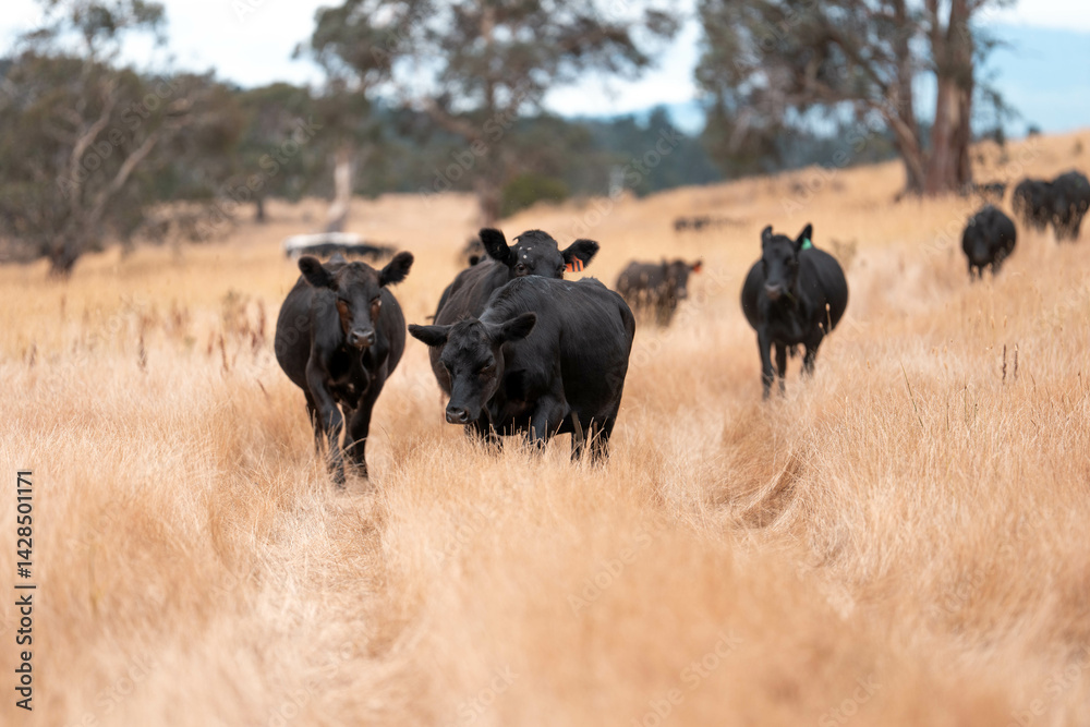 Stud beef cows in a field on a farm in England. English cattle in a meadow grazing on pasture in springtime. Green grass growing in a paddock on a sustainable agricultural ranch.