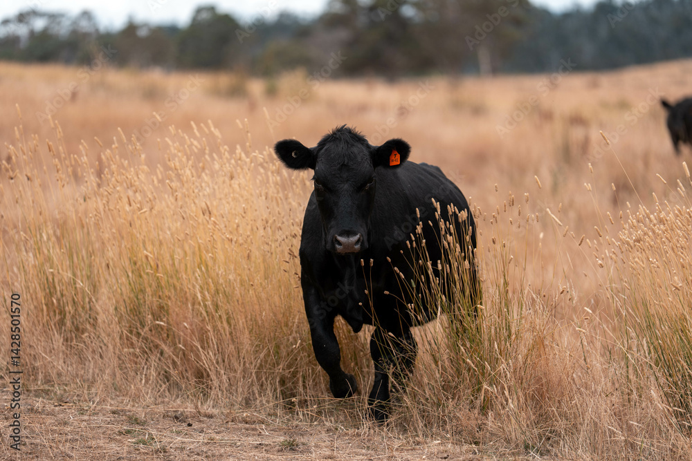 Stud beef cows in a field on a farm in England. English cattle in a meadow grazing on pasture in springtime. Green grass growing in a paddock on a sustainable agricultural ranch.