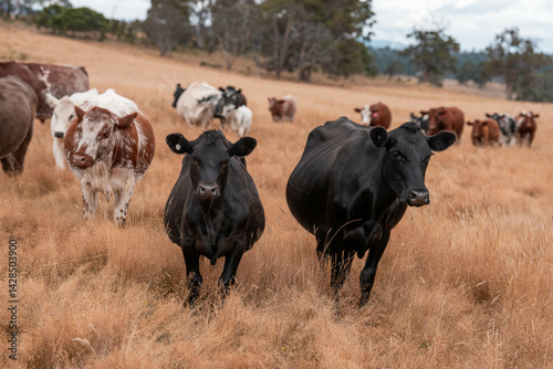 Obraz na płótnie Stud beef cows in a field on a farm in England. English cattle in a meadow grazing on pasture in springtime. Green grass growing in a paddock on a sustainable agricultural ranch. w salonie