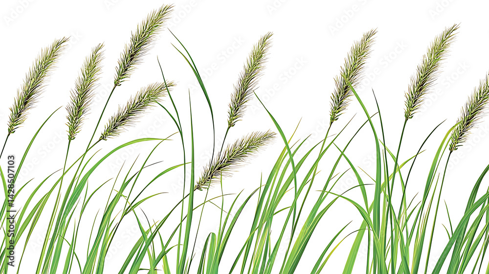 Naklejka premium Wild grass with seed heads illustration isolated on white background serene meadow vegetation design element