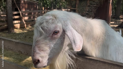 Beautiful goat with big horns. Goat with horns. Goat on the farm. White goat stands on hay.