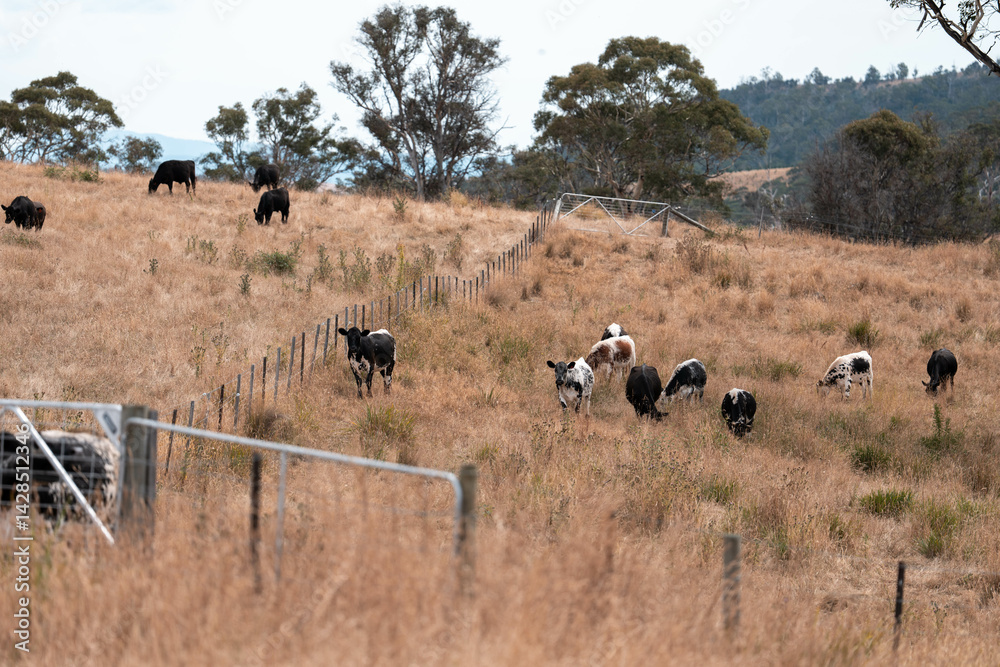 Stud beef cows in a field on a farm in England. English cattle in a meadow grazing on pasture in springtime. Green grass growing in a paddock on a sustainable agricultural ranch.