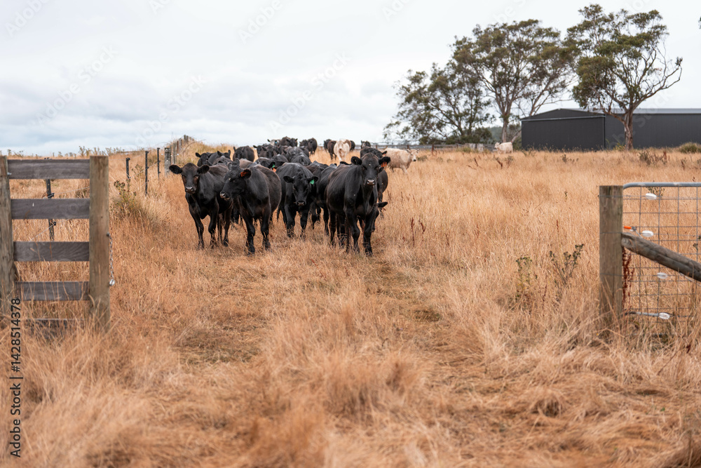Stud beef cows in a field on a farm in England. English cattle in a meadow grazing on pasture in springtime. Green grass growing in a paddock on a sustainable agricultural ranch.