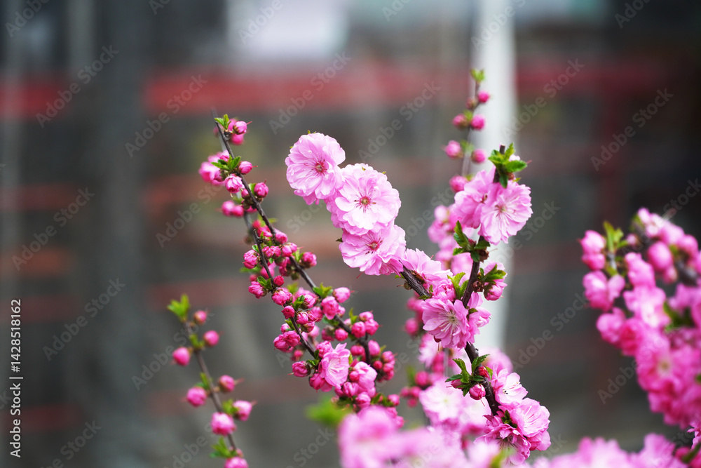 Obraz premium pink flowers on a tree