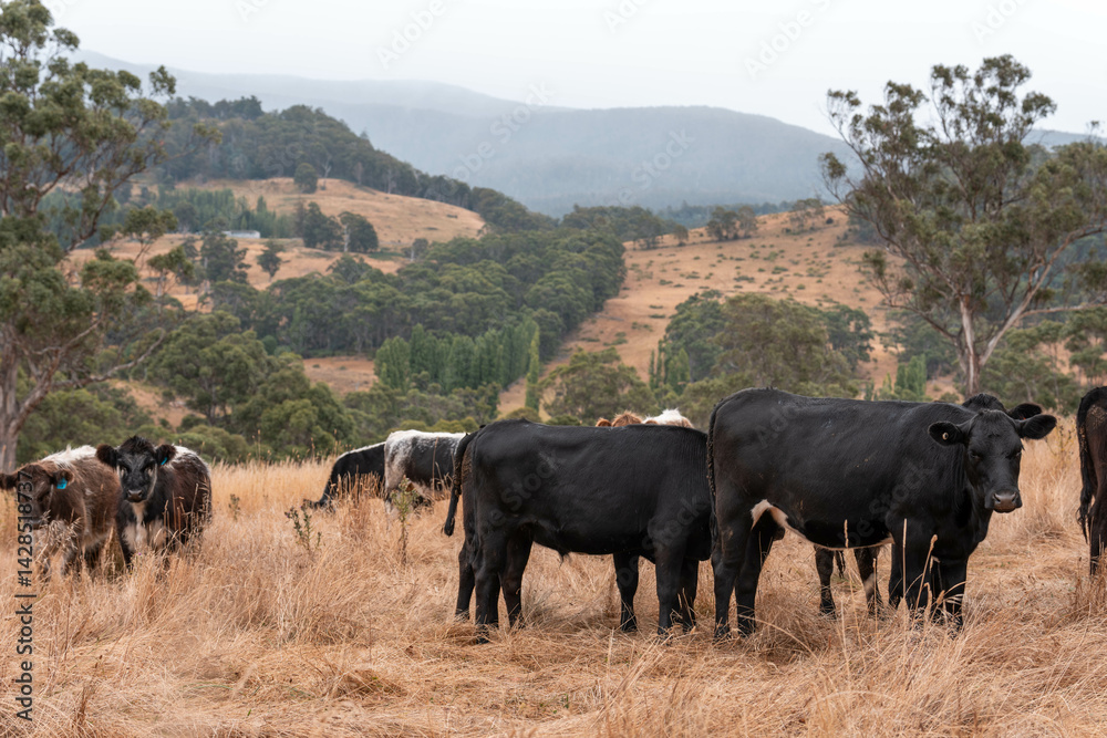 Stud beef cows in a field on a farm in England. English cattle in a meadow grazing on pasture in springtime. Green grass growing in a paddock on a sustainable agricultural ranch.