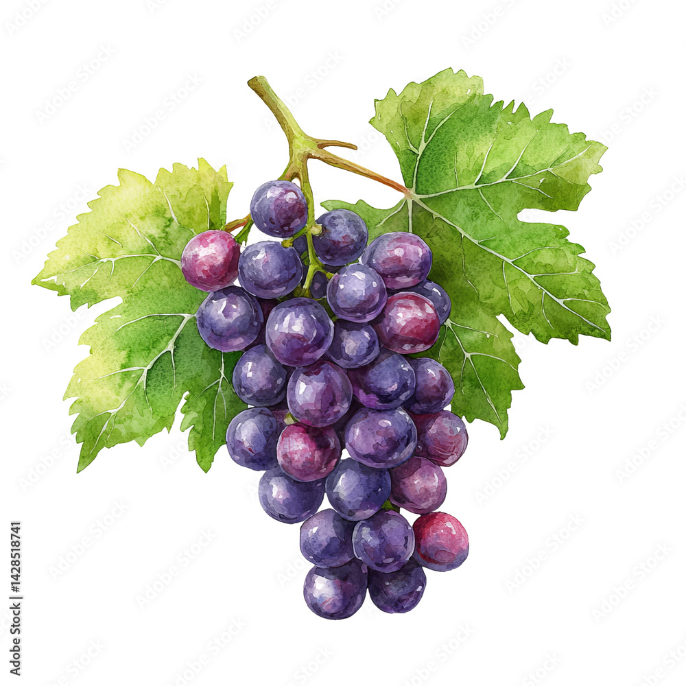 Fototapeta premium bunch of grapes isolated on white