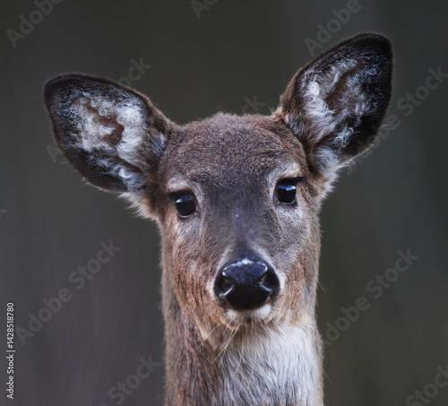 White-tailed deer (Odocoileus virginianus) female closeup in spring.