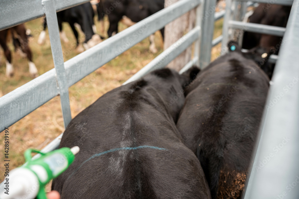 Stud beef cows in a field on a farm in England. English cattle in a meadow grazing on pasture in springtime. Green grass growing in a paddock on a sustainable agricultural ranch.