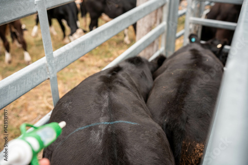 Stud beef cows in a field on a farm in England. English cattle in a meadow grazing on pasture in springtime. Green grass growing in a paddock on a sustainable agricultural ranch.