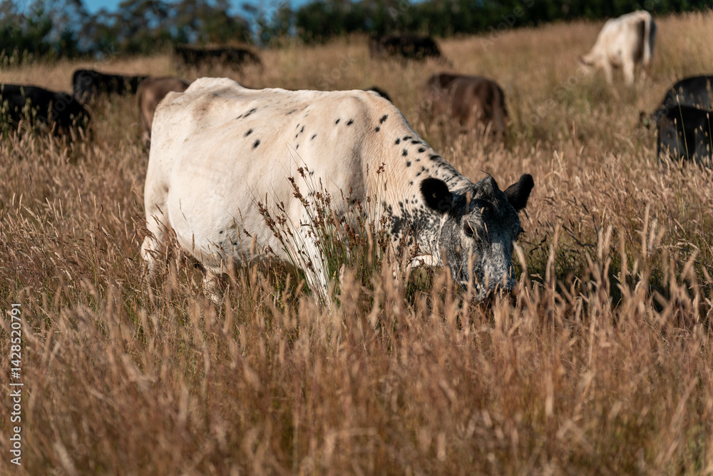 pasture and grasses growing on a regenerative agricultural farm. native plants storing carbon in australia