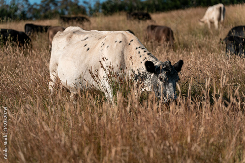 Obraz na płótnie pasture and grasses growing on a regenerative agricultural farm. native plants storing carbon in australia w salonie