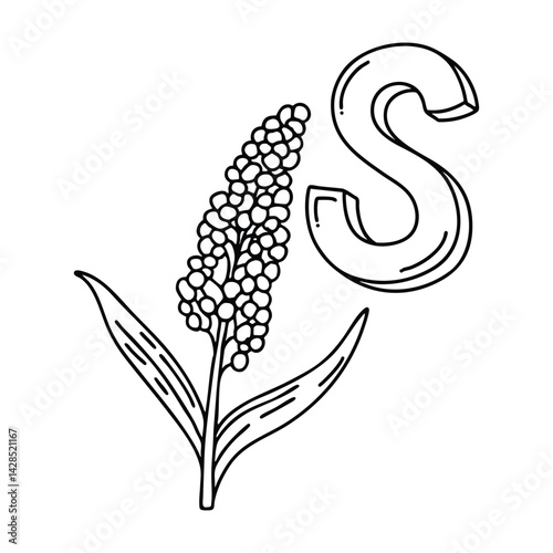 An illustration of letter S stand for Sorghum