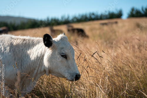 Stud beef cows in a field on a farm in England. English cattle in a meadow grazing on pasture in springtime. Green grass growing in a paddock on a sustainable agricultural ranch.