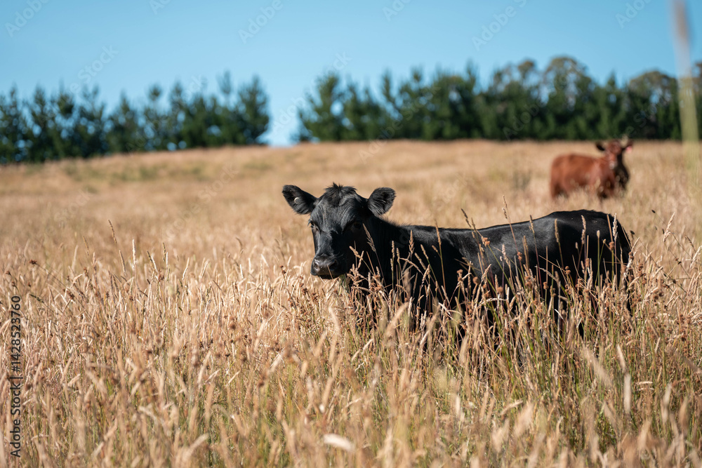 pasture and grasses growing on a regenerative agricultural farm. native plants storing carbon in australia