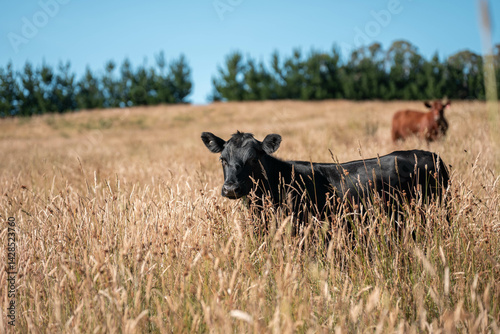 Obraz na płótnie pasture and grasses growing on a regenerative agricultural farm. native plants storing carbon in australia w salonie