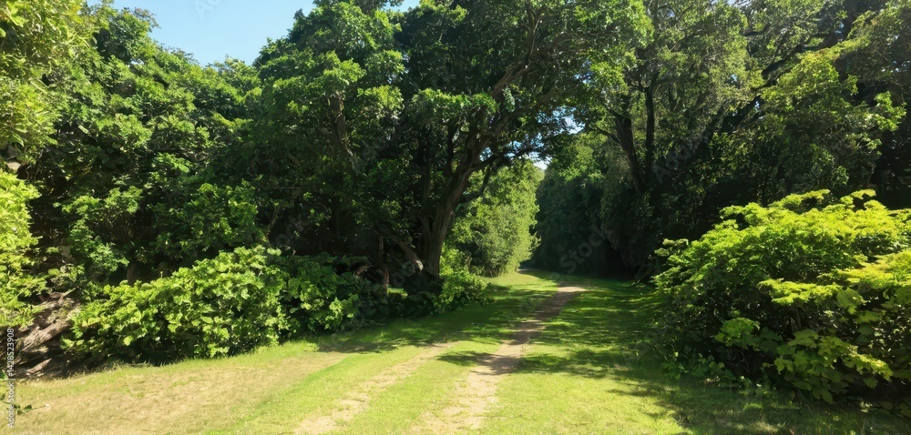 A Serene Sun-Dd Path Winding Through a Lush Green Forest with Dense Foliage Creating a Natural Shaded Canopy Overhead for Peaceful Walks A Serene Sun-Dd Path Winding Through a Lush Green Forest with Dense Foliage Creating a Natural Shaded Canopy Overhead for Peaceful Walks
