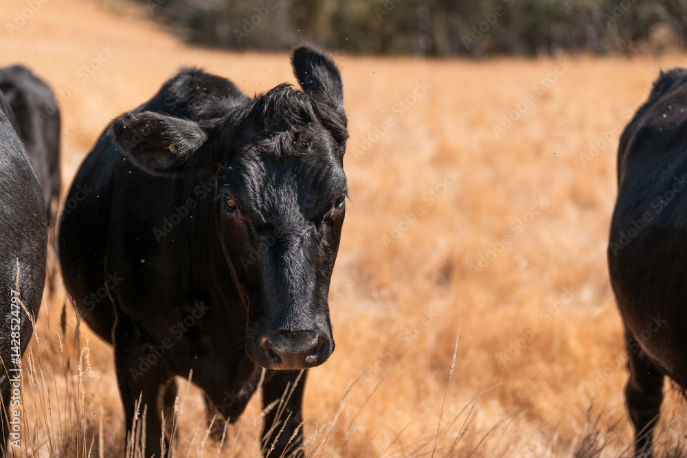 Stud beef cows in a field on a farm in England. English cattle in a meadow grazing on pasture in springtime. Green grass growing in a paddock on a sustainable agricultural ranch.